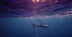 Galapagos Sharks Swim Head On in Sun Flare Surface Blue Water - Slow Motion