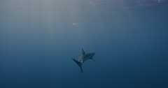 Galapagos Sharks Swims into Sun towards Surface, Blue Water - Slow Motion