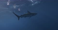 Male Galapagos Shark Swims Above and Away Camera 2