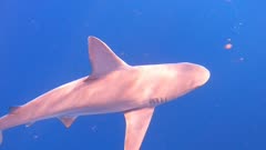 Sandbar Shark Moves Quickly and Turns through Blue Water under Dive Boat