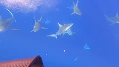 Tons of Sharks Rush Diver from the blue - First Person POV sandbars and galapagos sharks with Whale Songs