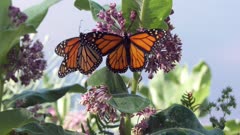 monarch butterflies feed on swamp milkweed