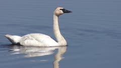 white swan swims in a lake