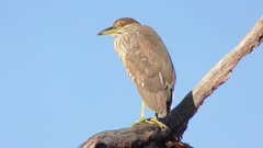 Immature Black-crowned night heron perched