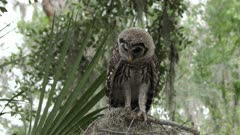 young barred owl looking around
