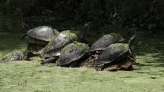 Florida turtles sunning in a swamp