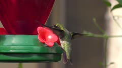 Ruby- throated hummingbird male feeds