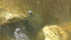 small Florida turtle in a swamp