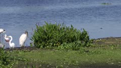 Black-necked Stilt protects its nest