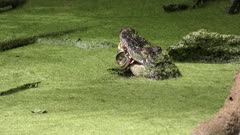 alligator eating an Aluminum can in Florida swamp