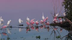Roseate Spoonbills and egrets at sunset in a lake