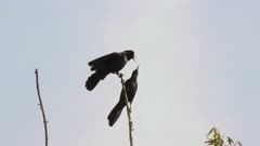 Boat-tailed Grackles during breeding season