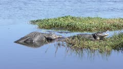 two large alligators basking in the sun
