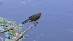 Boat-tailed Grackle female on a branch
