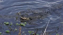 American alligator eating a large brown water snake
