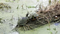 two turtles basking on a log