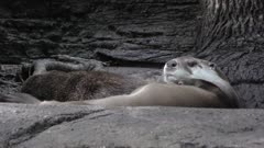 Two  otters resting on a rock