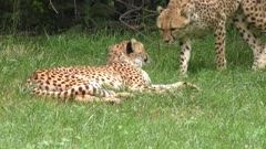 Cheetahs resting on green grass