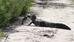 alligator feeds on a large fish on a trail in Florida wetlands