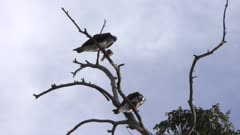 Two Ospreys Feed on Fish on a tree
