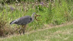 Great Blue Heron Feeds on Siren in Florida wetland