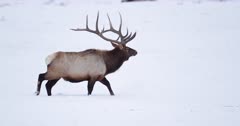  Bull Elk in snow