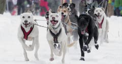  dog sled racing / sled dogs / slow motion