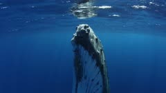 Close encounter with curious Humpback