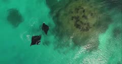 Manta rays swimming over coral reef