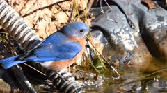 Eastern Bluebird gets a drink from a fountain during winter