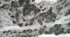 Aerial looking down at a snow covered coniferous forest with a road