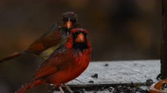 Northern Cardinal Birds eat seed during heavy rain, eating while soaking wet