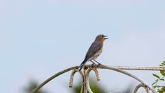 Male eastern bluebird perched panting from summer humidity and heat