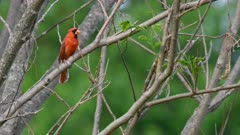 Male northern cardinal perched showing signs of eye disease