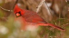 Close up of male northern cardinal bird in a cedar tree with light snow falling