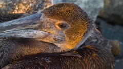 Close up of a young brown pelican's face