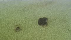 Aerial view of school of mullet swimming in clear bay in Florida