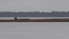 American White Pelican (Pelecanus erythrorhynchos) swimming in bay