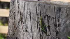 Two green anole lizards fight each other for an area, one bites and throws the other away