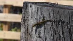 Green anole walks around on the side of an old tree stump