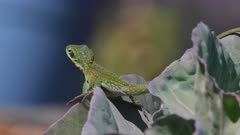 Close up of a green anole on top of a cabbage plant, chest moving from breathing