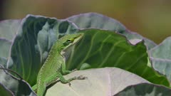 Close up of a green anole sitting on top of a cabbage plant