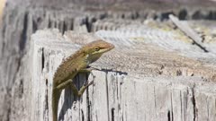 Green anole perched on a wooden stump on a sunny day