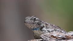 Close up shot of eastern fence lizard face while perched