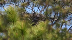 Bald Eagle nest, then an eaglet pops up and stretches showing how deep the nest can hide chicks