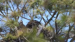 Eaglet playing with sticks in a nest, another eaglet rests 