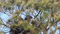 Two eaglets in a nest preening and showing curiosity about their surroundings in the nest