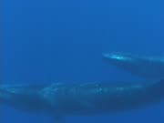 Sei Whales slow travelling pass