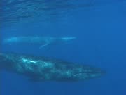 Sei Whales slow travelling pass