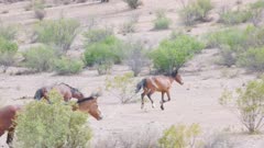 Wild Horses Running Free in Arizona Desert